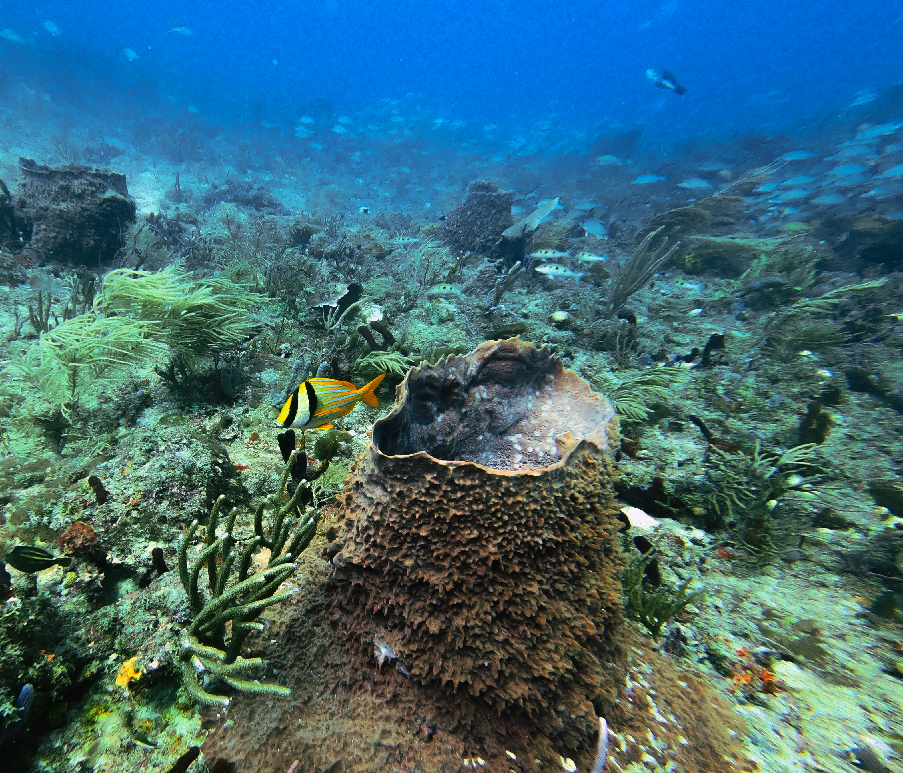 Underwater coral reef off Lauderdale-By-The-Sea
